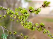 榆钱的营养价值 榆钱的功效与作用