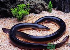 鳗鱼的营养价值 鳗鱼的功效与作用