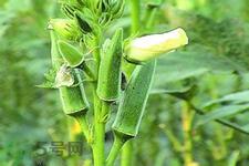 秋葵花可以吃吗?秋葵花的做法