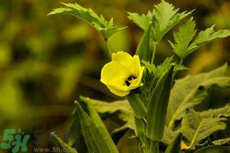 秋葵花可以吃吗？秋葵花的做法