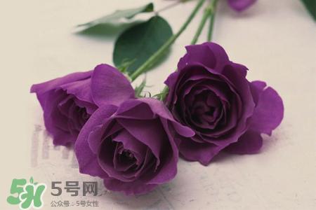 送紫玫瑰有什么含义?紫色玫瑰代表什么意思?