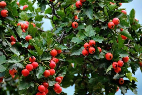 山楂的功效与作用禁忌 山楂相克食物