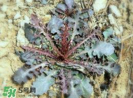 苦菜有几种？苦菜有几种图片