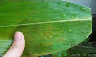 粽子怎么包好看图解法 粽子怎么包视频教程