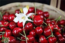 车厘子的营养价值 车厘子的功效与作用