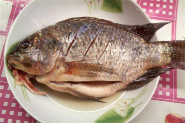 罗非鱼怎么钓 钓罗非鱼的饵料