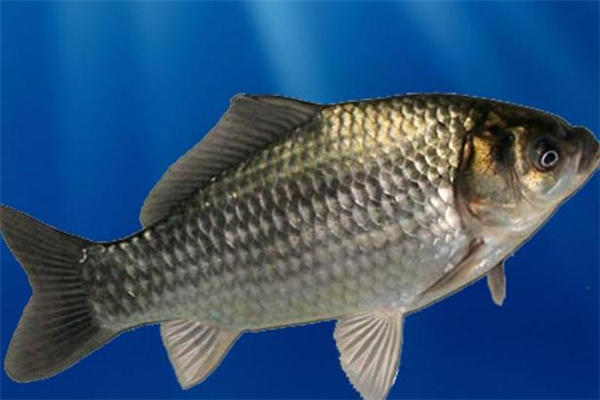 罗非鱼怎么钓 钓罗非鱼的饵料