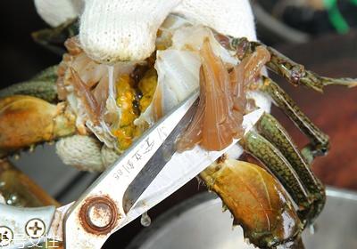 螃蟹哪里不能吃图解高清图