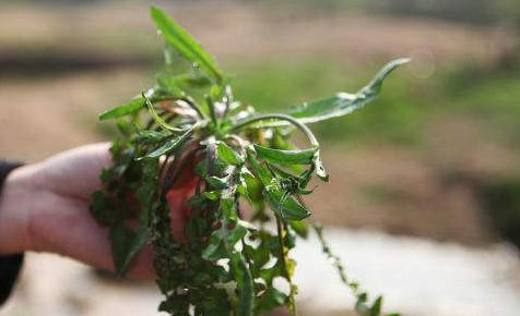 吃地菜有什么好处？地菜有什么功效