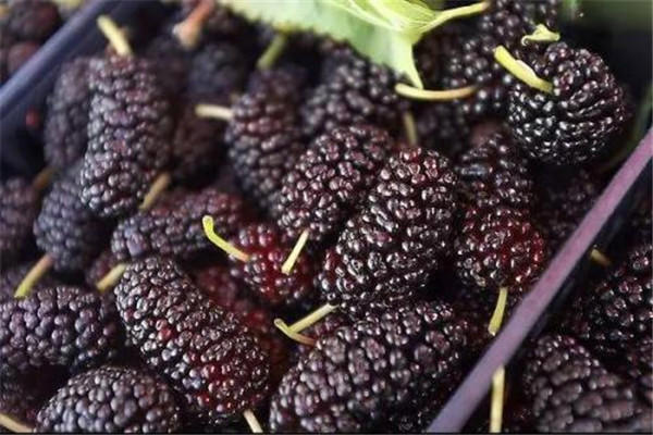 桑葚是凉性的吗 桑葚属于什么水果