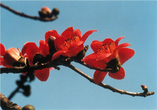 可以吃的花有哪些图片 好看又好吃