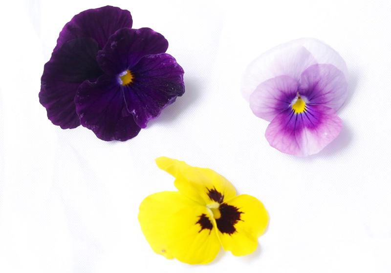 可以吃的花有哪些图片 好看又好吃