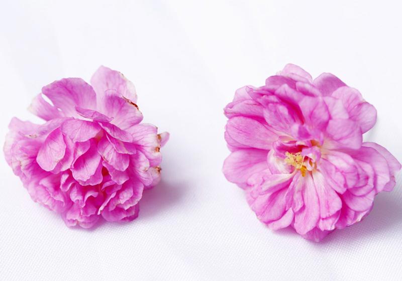 可以吃的花有哪些图片 好看又好吃