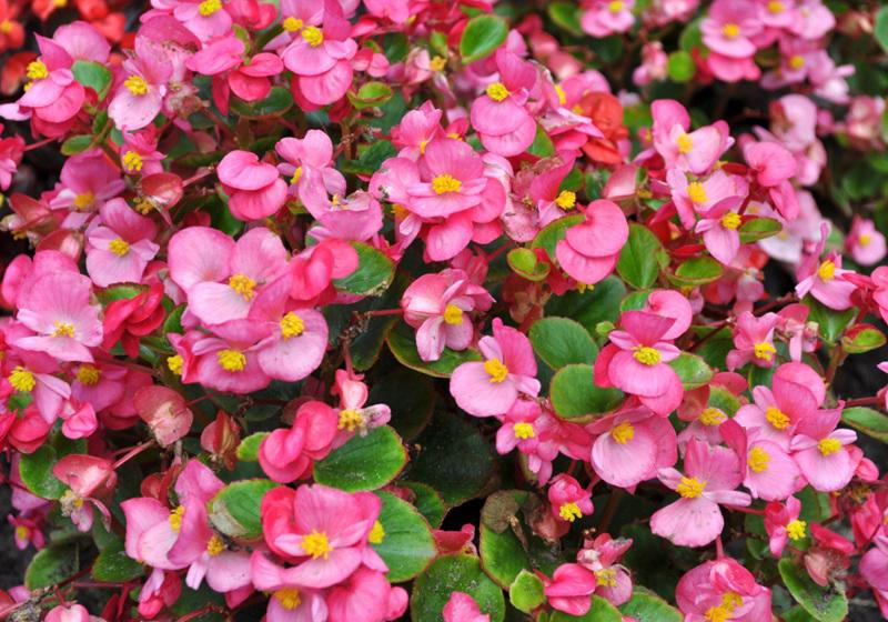 可以吃的花有哪些图片 好看又好吃