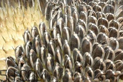 葵花籽是什么？葵花籽和瓜子的区别