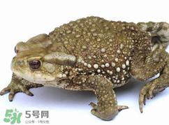 蟾蜍怎么读?蟾蜍是保护动物吗?