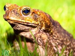 蟾蜍怎么读？蟾蜍是保护动物吗？