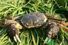 新鲜螃蟹该如何保存？熟螃蟹怎么存放？