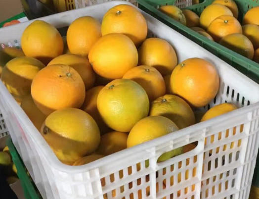 赣南脐橙什么时候上市？赣南脐橙一棵能产多少斤