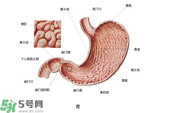 防胃癌的食物有哪些?多吃什么预防胃癌?