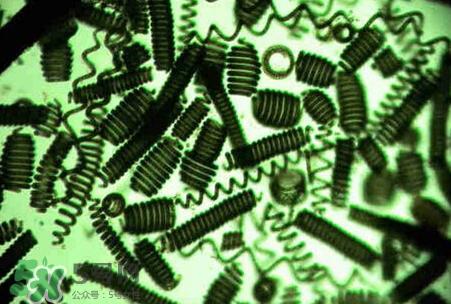 螺旋藻减肥吗？螺旋藻减肥的正确吃法