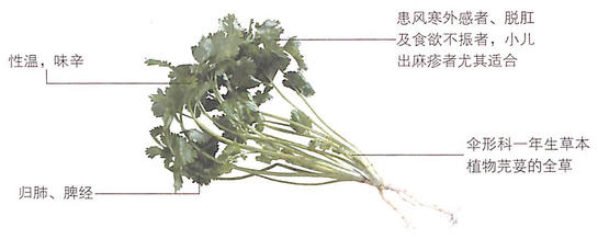 香菜怎么吃功效最好?醒脾壮阳