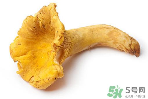 鸡油菌多少钱一斤?鸡油菌和鸡枞菌有什么区别