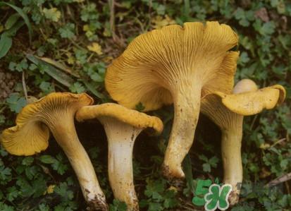 鸡油菌多少钱一斤？鸡油菌和鸡枞菌有什么区别