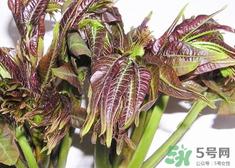 香椿芽的营养价值_香椿芽的功效与作用及食用方法