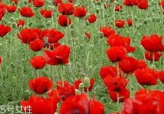 罂粟籽的食用方法很广泛