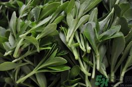 救心菜的营养价值 救心菜的功效与作用及食用方法