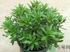 救心菜的营养价值 救心菜的功效与作用及食用方法