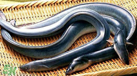 鳗鱼是泥鳅吗？鳗鱼与泥鳅什么区别