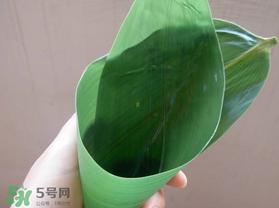 粽叶是什么植物的叶子？粽子叶是什么叶子？