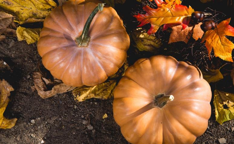 南瓜根的功效与作用 南瓜根的营养价值