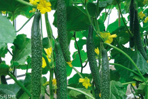 黄瓜热量高吗 答案在这里