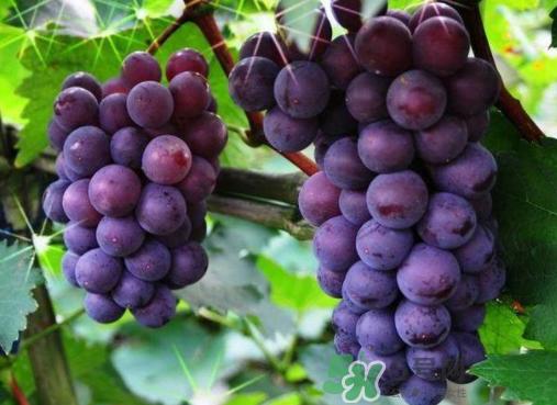 户太八号和巨峰哪个好？户太八号和巨峰的区别