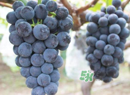 户太八号和巨峰哪个好？户太八号和巨峰的区别