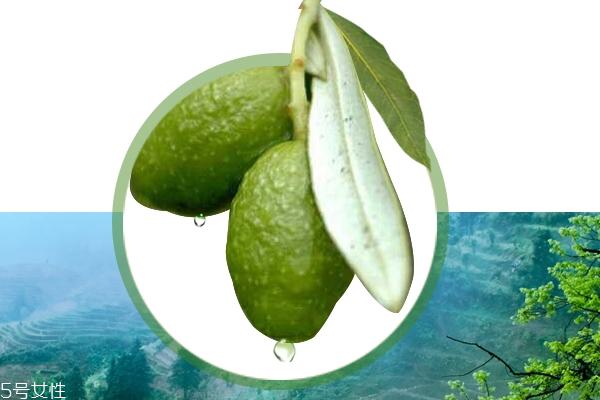 胖大海有什么副作用 副作用要重视