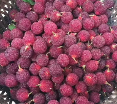 慈溪杨梅什么时候成熟？慈溪杨梅多少钱一斤