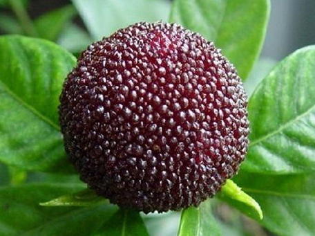 慈溪杨梅什么时候成熟？慈溪杨梅多少钱一斤