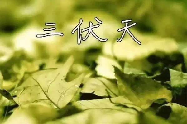 三伏天吃什么好补身体 三伏天吃羊肉的功效