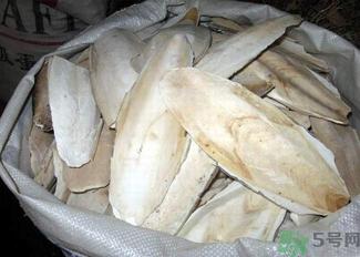 乌贼骨是什么?乌贼骨的功效与作用