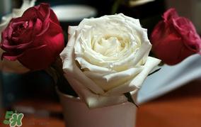 母亲节可以送玫瑰花吗？母亲节送几朵玫瑰花好？