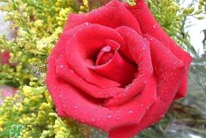 母亲节可以送玫瑰花吗？母亲节送几朵玫瑰花好？