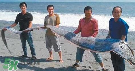 皇带鱼多少钱一斤？皇带鱼的价格