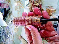 皮皮虾怎么剥皮?皮皮虾怎么剥开?