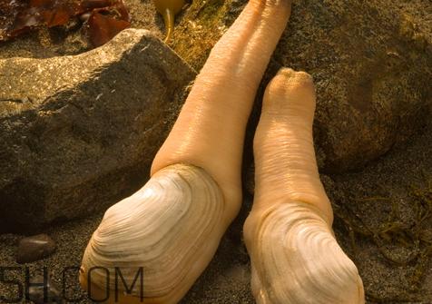 象拔蚌女生能用吗 象拔蚌女人能用吗