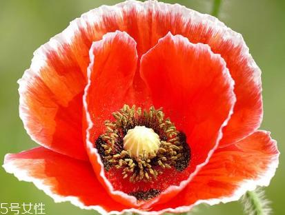 罂粟的价格 罂粟在哪里购买