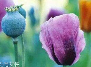 罂粟的价格 罂粟在哪里购买